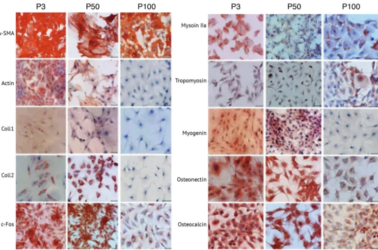 Figure 1. Lineage differentiation marker localizations in cultured rat bone marrow mesenchymal stem cells