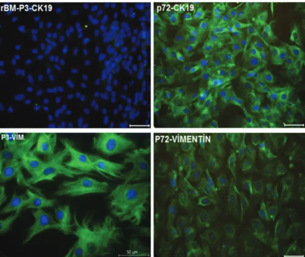 Figure 2. Localizations of cytokeratin 19 (green) and vimentin (green) in cultured rat bone marrow mesenchymal stem cells