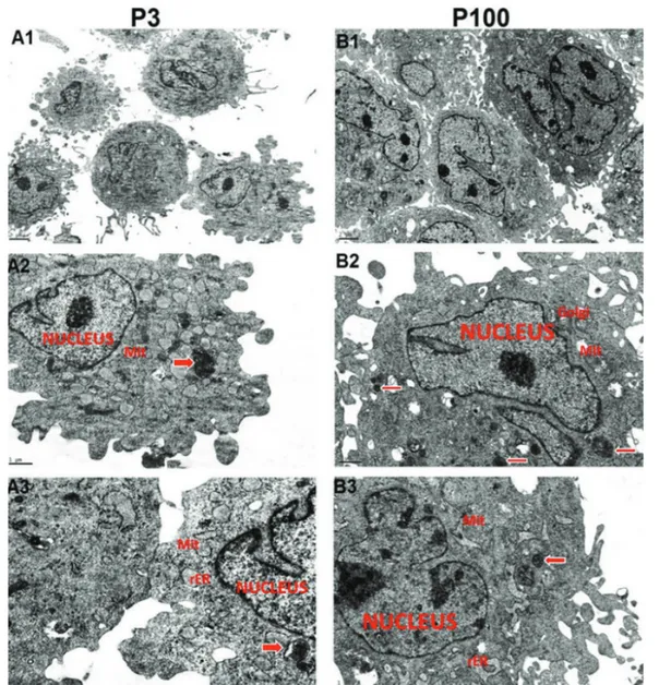 Figure  5.  Electron  micrographs  of  cultured  rat  bone  marrow  mesenchymal  stem  cells