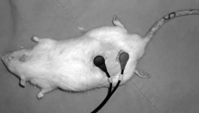 Figure 2. Electrical stimulation application to the rats. Figure 3. Measuring the size of burn.