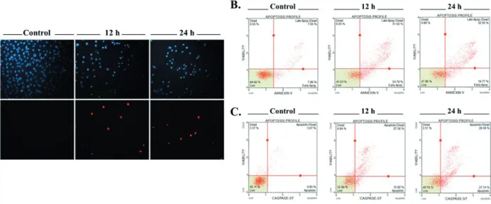 Figure 4. Determination of mitochondrial changes using fluorescent JC-1 staining and flow cytometry