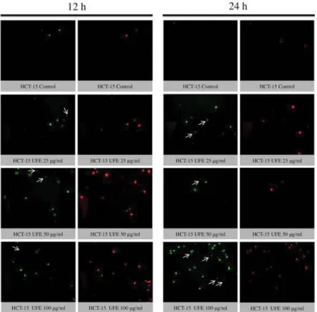 Fig. 3: Fluorescence imaging of HCT-15 cells treated Usnea filipendula extract 