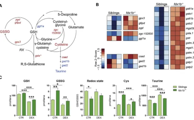 Fig. 4. Dysregulations in glutathione metabolism and markers of oxidative stress in fdx1b −/− mutant larvae are only partially caused by glucocorticoid-deﬁciency