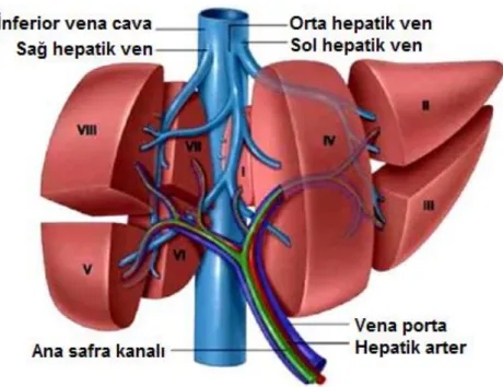 Şekil 1.1. Karaciğerin segmenter anatomisi 