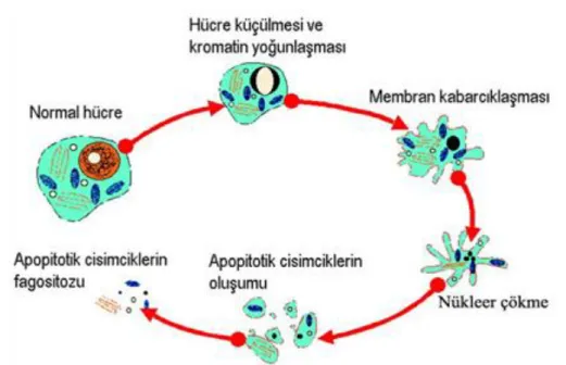 Şekil 1.4: Apoptotik hücredeki değişiklikler (Gültekin ve ark., 2008). 