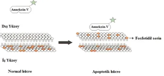 Şekil 2.3: Apoptotik hücrelerde fosfotidil serin translokasyonu (Van Engeland ve  ark.1998’den değiştirilerek alınmıştır)