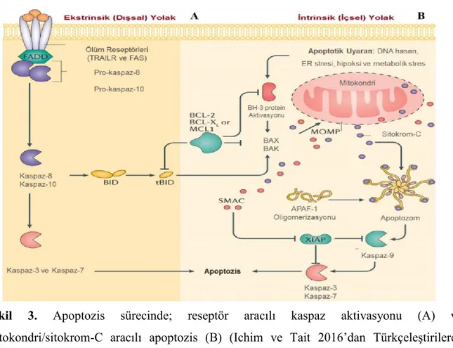 Şekil  3.  Apoptozis  sürecinde;  reseptör  aracılı  kaspaz  aktivasyonu  (A)  ve  mitokondri/sitokrom-C  aracılı  apoptozis  (B)  (Ichim  ve  Tait  2016’dan  Türkçeleştirilerek  alınmıştır) 
