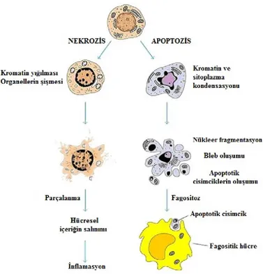 Şekil 4. Apoptotik ve nekrotik hücrelerin karşılaştırılması (Anonim 2007) 