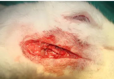 Figure 1. Exposure of the buccal branch of CNVII