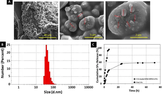 Figure 6. (A) SEM images of 5Fu-loaded HPAE-PCL- b -MPEG nanoparticles, (B) particle size of 5Fu-loaded HPAE- HPAE-PCL- b -MPEG nanoparticles in pH 7.4 PBS suspension, and (C) 5Fu release profile of HPAE-HPAE-PCL- b -MPEG nanoparticles in PBS solution (pH 