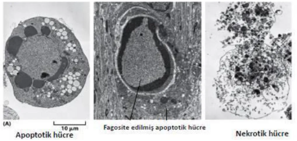 ġekil 1.3:Apoptotik hücre ile nekrotik hücrenin morfolojik açıdan farkı (Fuchs ve ark