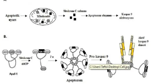 ġekil 1.7. A.Kaspaz aktivasyonunun mitokondriyal yolu B.Apoptozom oluşumu ve aktivasyonu (Gewies 2004,  değiştirilerek alınmıştır.) 