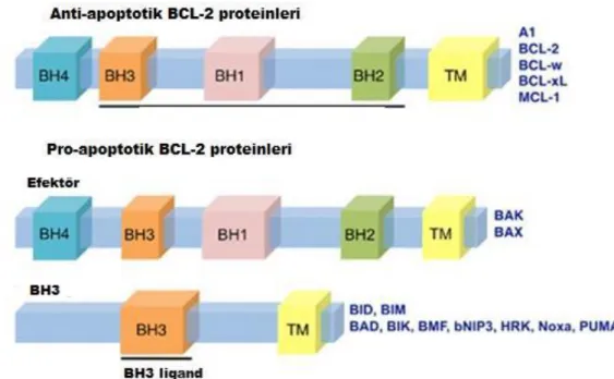 ġekil 1.8. Apoptozun mitokondri yolunda yer alan Bcl-2 ailesi üyeleri (Anvekar ve ark