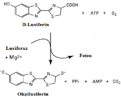 ġekil 2.1. ATP elde edilme reaksiyonu (Andreotti ve ark. 1995 değiştirilerek alınmıştır)