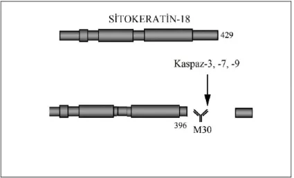 ġekil 2.3. Sitokeratin 18‟in kaspazlar aracılığıyla kesimi ve bu bölgenin M30 antikoru ile tanınmasının şematik  gösterimi (Micha ve ark., 2008) 
