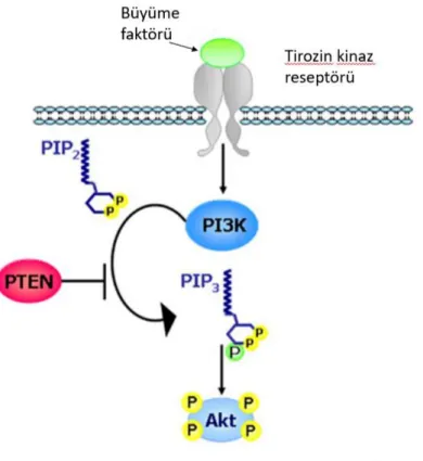 Şekil 1.4. PTEN / PI3K / AKT yolu şematik gösterimi (Francesca M. ve ark 2003’den  Türkçeleştirilerek alınmıştır.) 