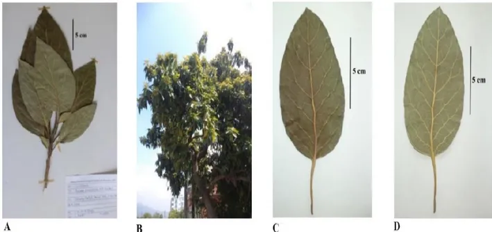 Figure 1. Persea americana  A. Herbarium sample, B. Cultivated  sample,  C.  Leaf upper surface, D