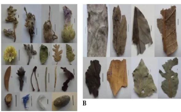 Figure 2. A. Parts of other plants and foreign matter observed in drug samples (scale 5 mm), B