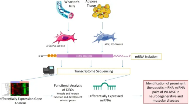 Figure 1. Graphical introducing of the study.