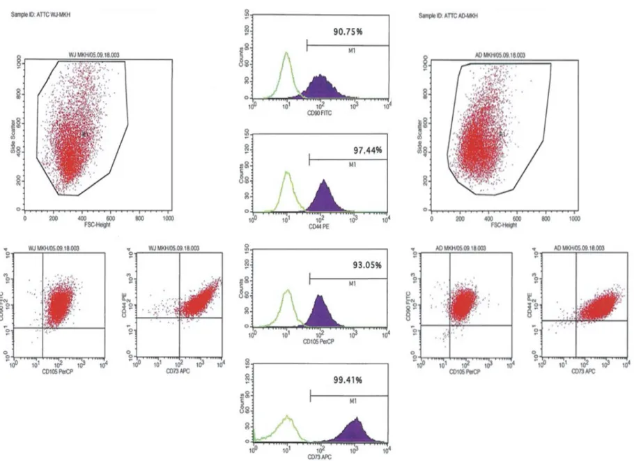 Figure 2. Characterization of both WJ-MSC and AT-MSC by flow cytometry. Positive expressions of CD90, CD105, CD44 and CD73 markers are presenting