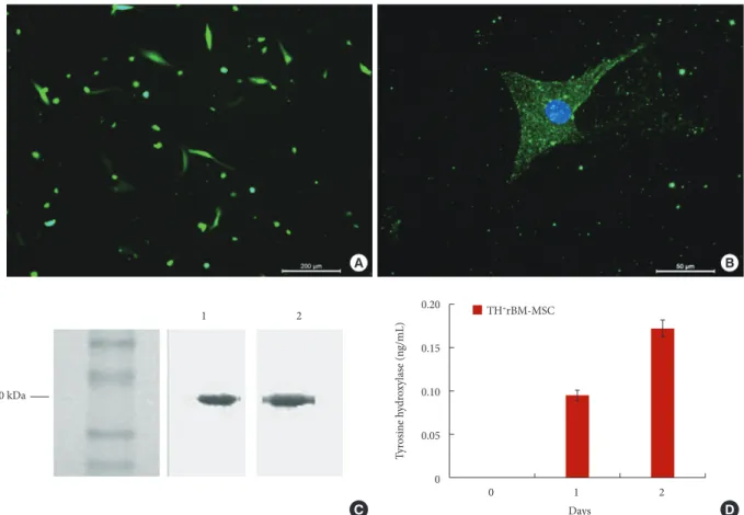 Fig. 1. (A) The expression of the transgenic gene in rBM-MSCs. Following transfection, most of the cells showed GFP expres- expres-sion after 3 days (scale bar: 200 µm)