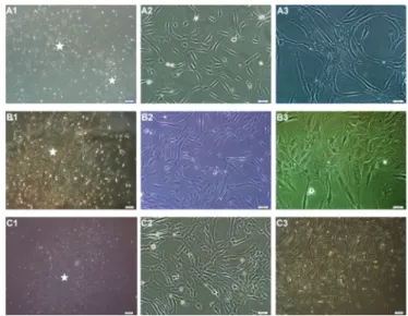Figure  1.  Isolated  cells  from  human  bone  marrow-  (A1-A3),  human  adipose  tissue-  (B1-B3),  and  human  Wharton’s  jelly-  mesenchymal stem cells (MSCs) (C1-C3) distributed sparsely on  the culture flasks displayed mostly fibroblast-like, spindle