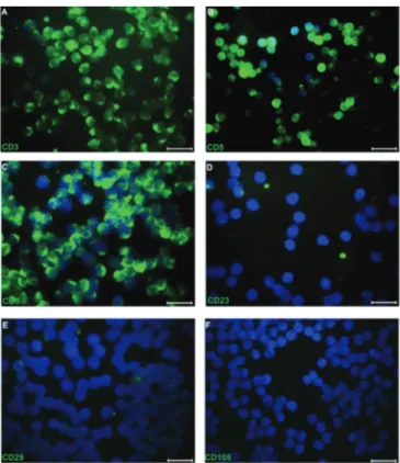 Figure  2.  Photomicrographs  of  the  in  vitro  differentiation  of  human bone marrow- (hBM) (A, D, G), human adipose tissue (hAT)-  (B,  E,  H),  and  human  Wharton’s  jelly  (hWJ)-mesenchymal  stem  cells (MSCs) (C, F, I) cultured in differentiation-