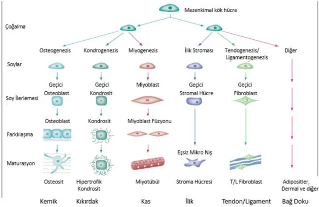 Şekil 1.17: Mezenkimal kök hücrelerin çoğalma, soy, farklılaşma ve maturasyonunu  gösteren süreç