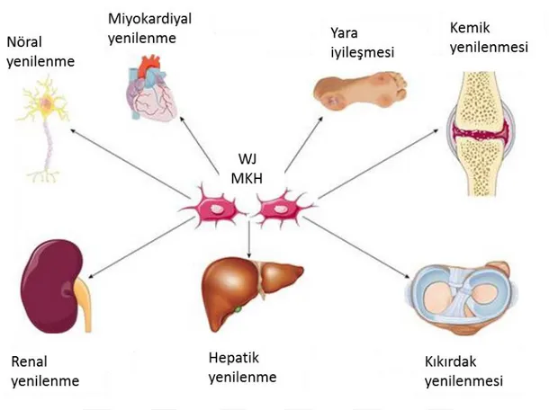 Şekil 1.18: Wharton jeli mezenkimal kök hücrelerinin (WJMKH) çeşitli dokulardaki  rejeneratif etkileri (Abbaszadeh ve ark., 2020)