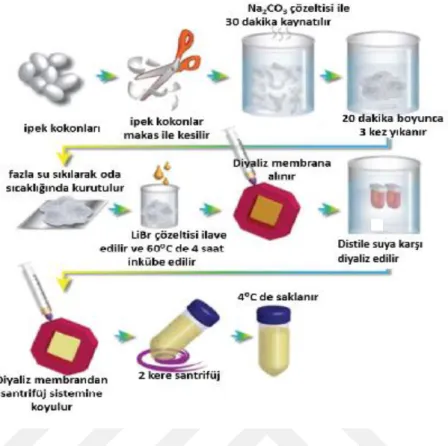 Şekil 2.1: İpek fibroin eldesinin şematik gösterimi (Rockwood ve ark., 2011) 