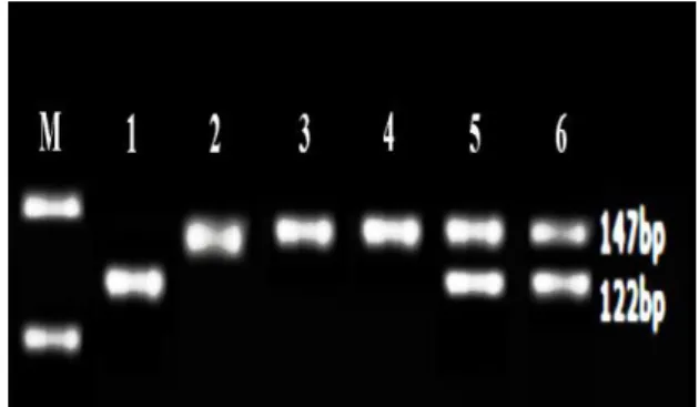 Table  I.  Clinical  feature  of  (cases)  and  controls  included  in  the study  Case group  (n=131)  Control  group (n=239)  p-value  Age (yr)  33.03 ± 5.24  30.75  ± 9.356  0.0783  Sperm concentration  (×10 6 /ml)  4.79 ± 4.12  34.93 ± 26.40  &lt;0.000