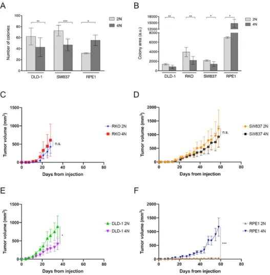 Figure 1. Proliferative and tumorigenic capacities of 2N and 4N cells. Quantification of colony  formation assay by (A) number of colonies and (B) area of occupancy in one 2N and two 4N clones  derived from the different cell lines