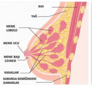 Şekil 1.1. Meme Anatomisi 