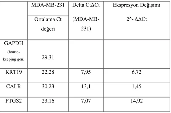 Tablo 3.1’de, housekeeping gen GAPDH olmak üzere, MDA MB 231 hücre  hattında  PTGS2,  KRT19  ve  CALR  genlerinin  ifade  seviyeleri  verilmiştir