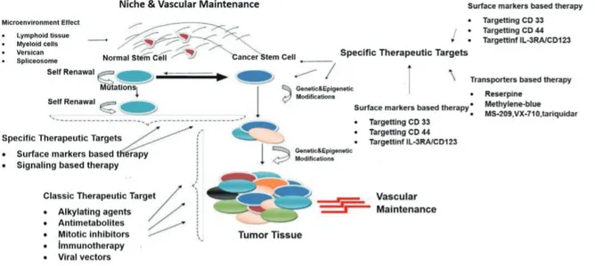 Figure 5. New therapeutic impact areas in cancer stem cell theory. This figure has showed many recent approaches to stem cell  such as targeting of cell surface molecules, cell penetrating peptides, immunotherapy and change of microenvironment of niche.