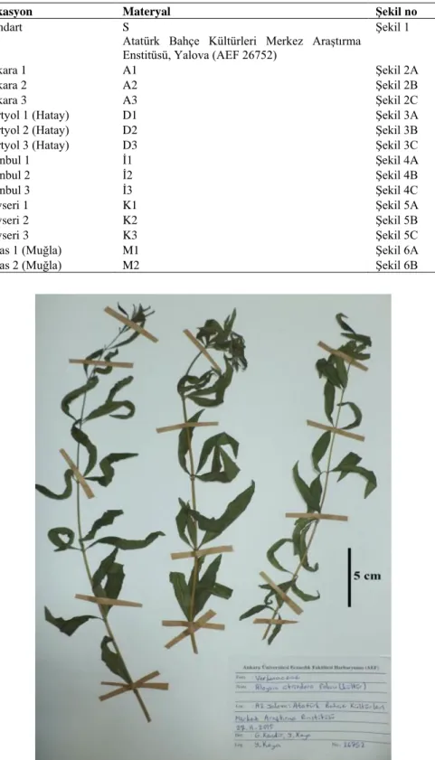 Şekil 1.  Aloysia citriodora herbaryum örneği  (AEF 26752). 