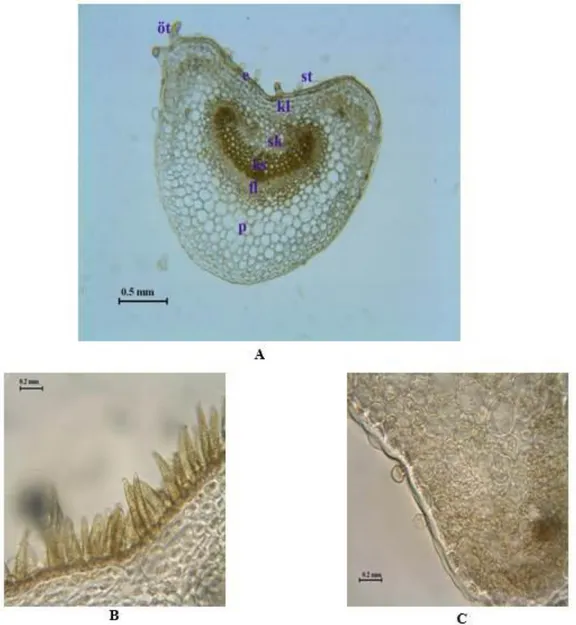 Şekil 12. Aloysia citriodora yaprak sapı enine kesiti A. Genel görünüş, B. Yaprak sapı üst yüzünde tek hücreli, basit  örtü tüyleri, C