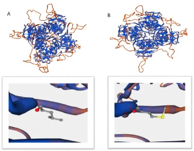 Figure 2B represents alteration in protein structure and binding sites due to substitution of leusine by methionine