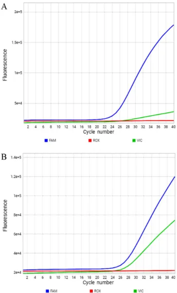 Figure 1. Quantitative PCR amplification of the RR (CC) genotype and RX  (CT) genotype of ACTN3 rs1815739 polymorphism