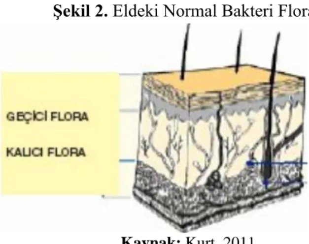 Şekil 1.1.’de farklı floralarla kirlenmiş A ve B isimli iki  yüzey  yer almaktadır. Şekil  1.2.’de  el  yüzey  A’ya  maruz  kaldıktan  sonra  kirlenmiş  ve  iki  yüzey  arasındaki  geçişi  göstermektedir