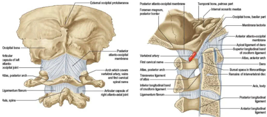 Şekil  1.13:  Oksipitoantlantoaksiyal  kompleks:  posterior  görünüm  ve  sagittal  bölüm