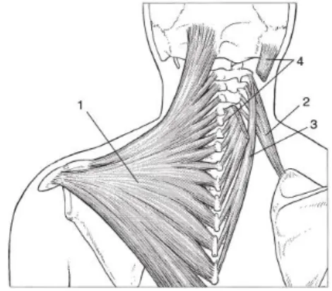 Şekil  1.21:  Yüzeysel  ekstansör  kasları:  1,  trapezius;  2,  levator  skapula;  3,  splenius cervicis; 4, splenius capitis 