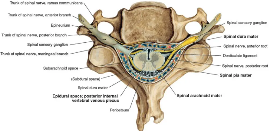 Şekil 1.25: Dura mater  ve spinal kanaldan çıkanlar; Beşinci servikal vertebra  seviyesinden bir kesit