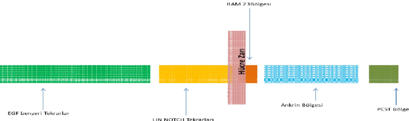 ġekil 1.4. NOTCH sinyal yolağı elementleri 