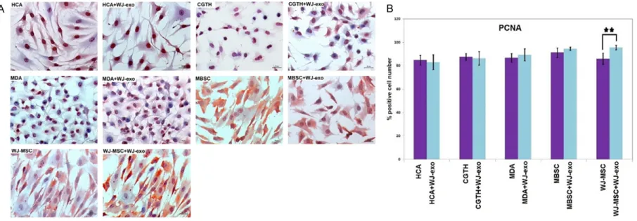 Figure 6. A. Immunohistochemical PCNA staining of HCA, CGTH, MBSC, MDA and WJ-MSC cells co-cultured with exosomes