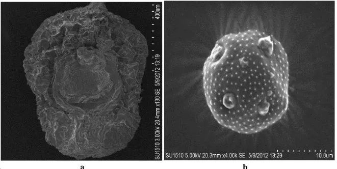 Figure 6. P. ortegioides, a) seed, b) pollen (SEM). 