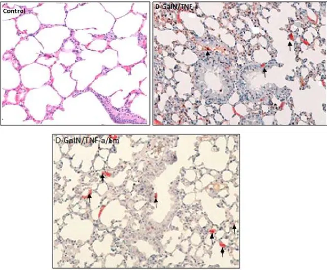 Figure 2. Immunobiochemically-stained lung specimens of the mice in different study groups