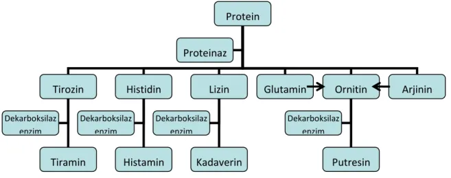 Şekil 1. Biyojen amin oluşumu 