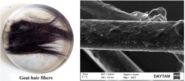 Figure 2. Goat hair fibers sample and SEM image  2.2 Methods 