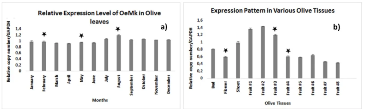 Figure 3. Real-time PCR results displaying mRNA expression level. OeMVK expression levels from leaves  a) and from different tissues, b) The values displayed are the means ± SE (n=3)